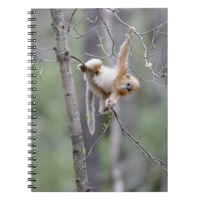 Caderno Espiral Macaco com nariz nub de Ouro bonito em ramificaçõe (Frente)