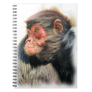 CADERNO ESPIRAL MACACO DE ARANHA