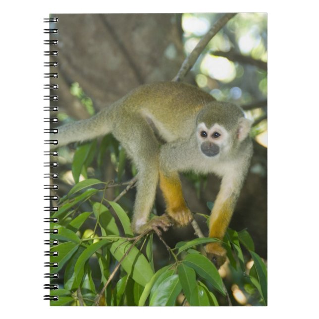 Caderno Espiral Macaco-de-cheiro-comum, (Saimiri sciureus), Rio (Frente)