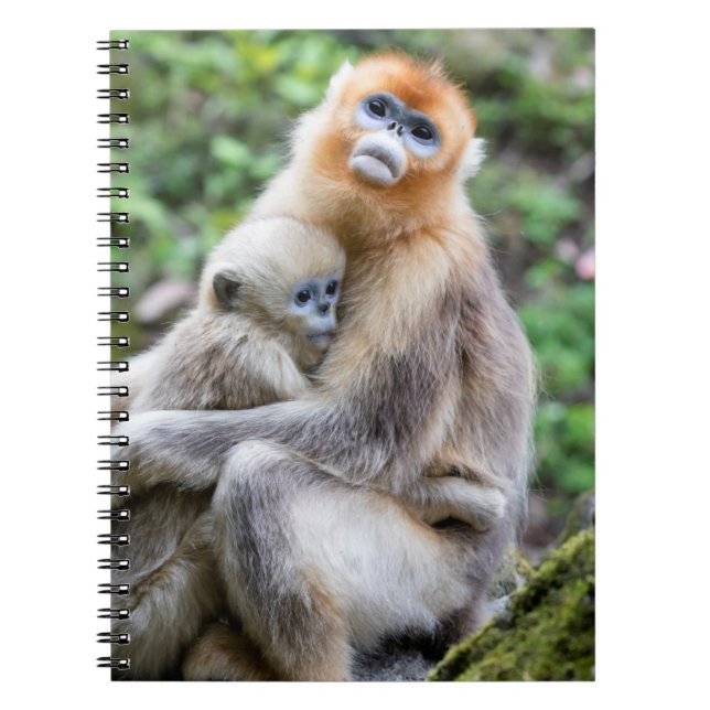 Caderno Espiral Macaco Dourado de Nariz Arrebitado com Bebê (Frente)