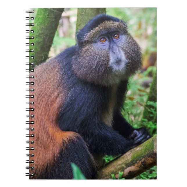 Caderno Espiral Macaco Dourado, Ruanda (Frente)