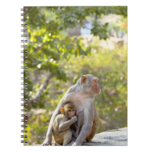Caderno Espiral Macacos de Macaque do Rhesus da mãe e do bebê na