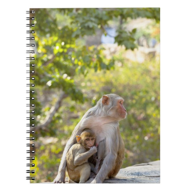 Caderno Espiral Macacos Rhesus Macaque, mãe e bebê, na parede (Frente)