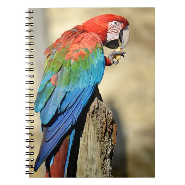 Caderno Espiral Macaw de asa verde em perca (Frente)