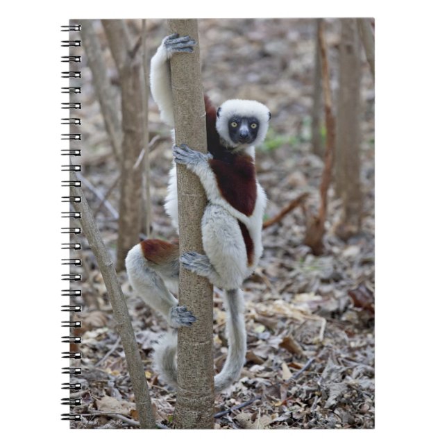 Caderno Espiral Madagáscar, Reserva de Ankarafantsika; Ampijoroa; (Frente)