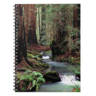 Caderno Espiral Madeiras Califórnia de Montgomery da árvore