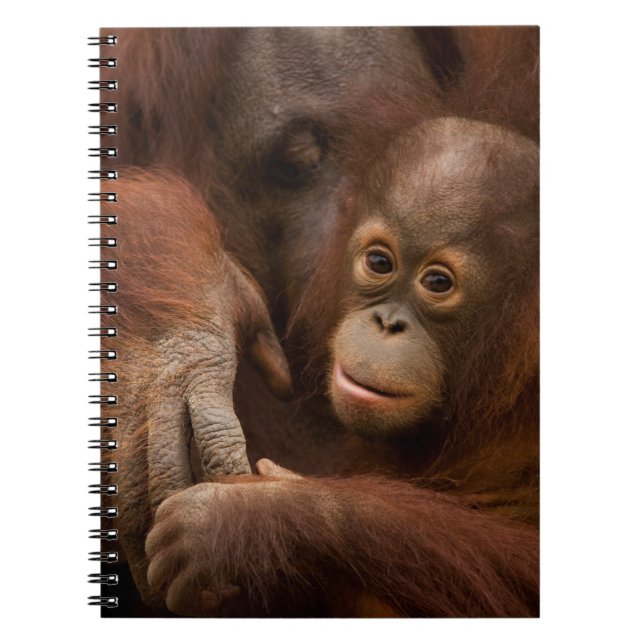 Caderno Espiral Mãe de Orangutan e bebê no zoológico (Frente)