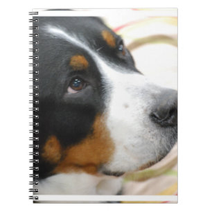 Caderno Espiral Maior cão suíço doce da montanha