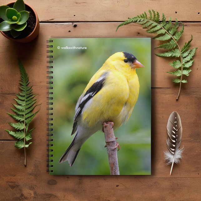 Caderno Espiral Male American Goldfinch no Bambu (American Goldfinch on the Bamboo Pole Journal Cover Photo)