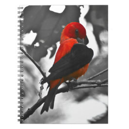 Caderno Espiral Male Scarlet Tanager