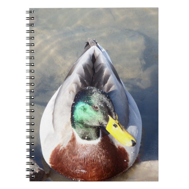 Caderno Espiral Mallard Duck (Frente)