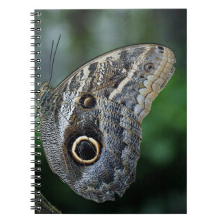 Caderno Espiral Maravilhosa Borboleta Caligo Eurilochus