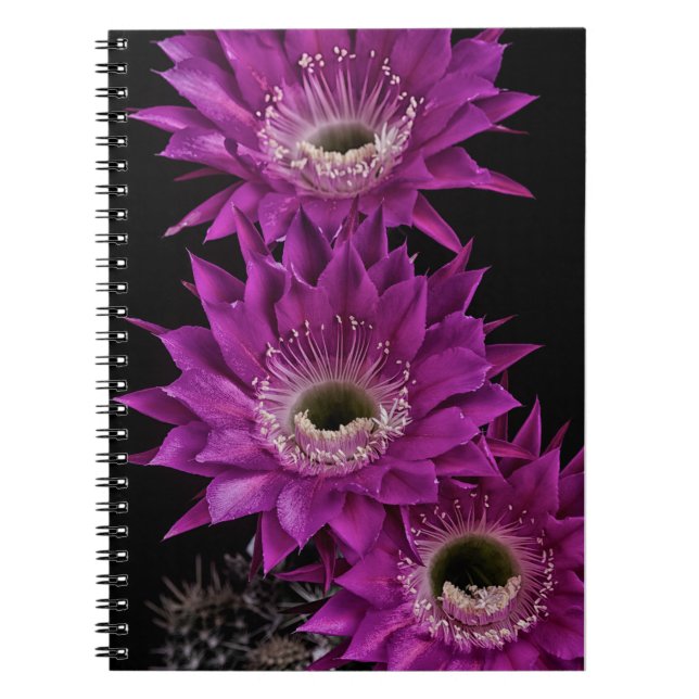 Caderno Espiral Maria Piazza à terceira (Frente)