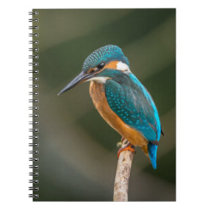 Caderno Espiral Martinho pescatore