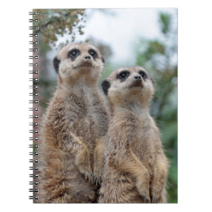Caderno Espiral Meerkat 013