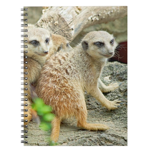 Caderno Espiral Meerkats - Notebook (Frente)