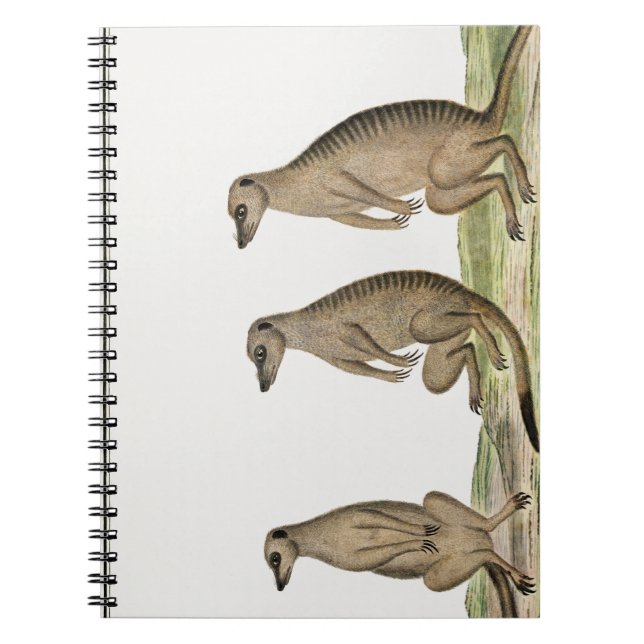 Caderno Espiral Meerkats Suricatta (Frente)