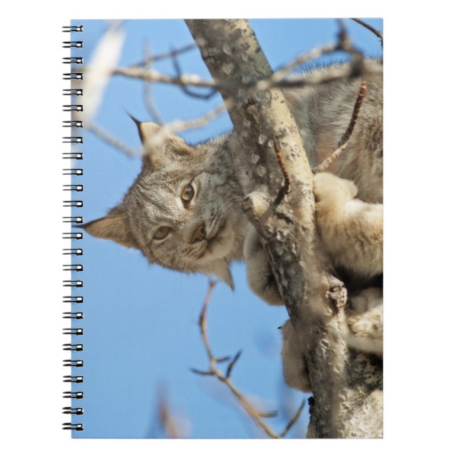 Caderno Espiral Mischievous Lynx (Frente)
