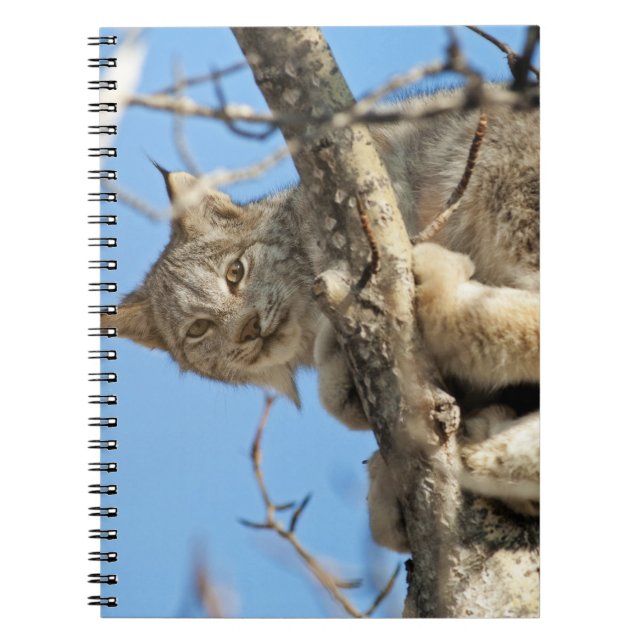 Caderno Espiral Mischievous Lynx (Frente)