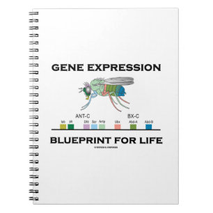 Caderno Espiral Modelo da expressão genética para genes do
