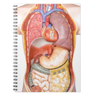 Caderno Espiral Modelo do corpo humano com os órgãos isolados no