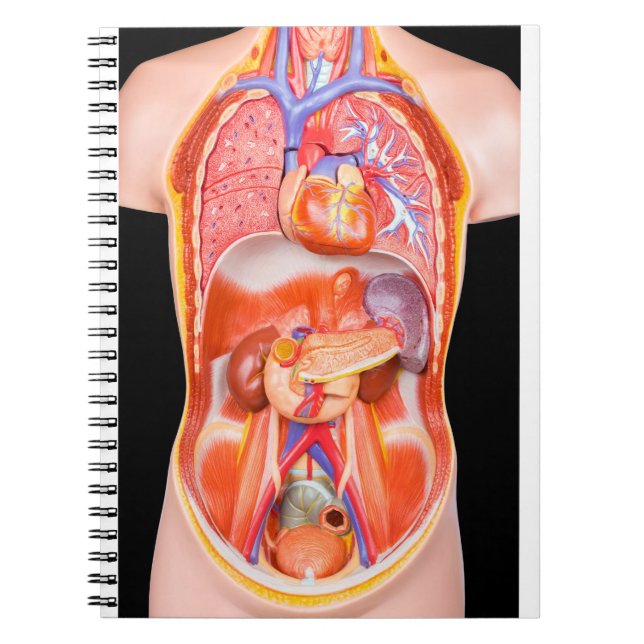 Caderno Espiral Modelo humano do torso com órgãos internos no (Frente)