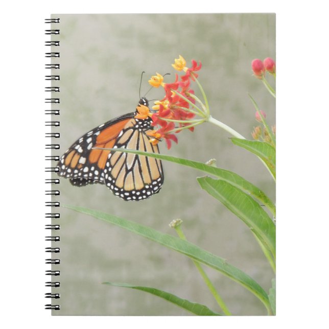 Caderno Espiral Monarch Butterfly and Caterpillar (Frente)
