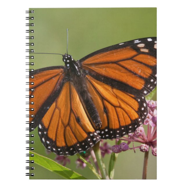 Caderno Espiral Monarch Butterfly macho em Swamp Milkweed (Frente)