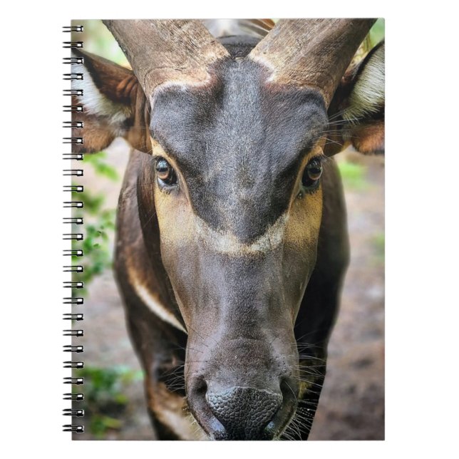 Caderno Espiral Montanha Bongo Antelope (Frente)