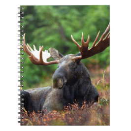 Caderno Espiral Moose Notebook