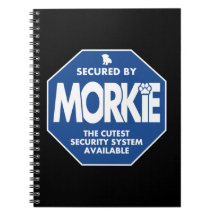 Morkie-Segurança-Azul
