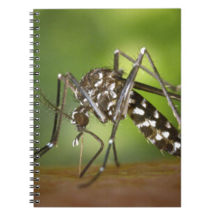 Caderno Espiral mosquito Tigre