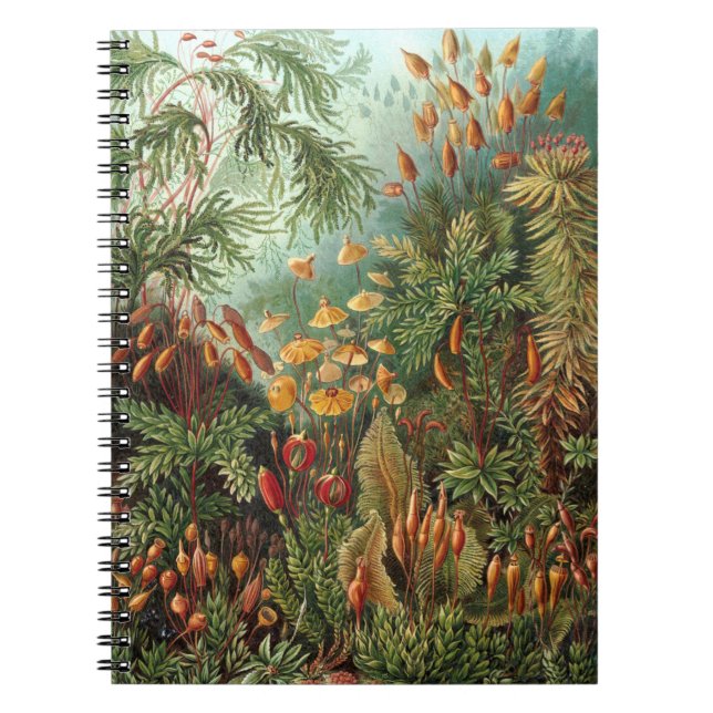 Caderno Espiral Moss (Muscinae) por Haeckel (Frente)