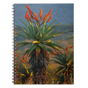Caderno Espiral Mountain Aloe (Aloe Marlothii Berger) 2