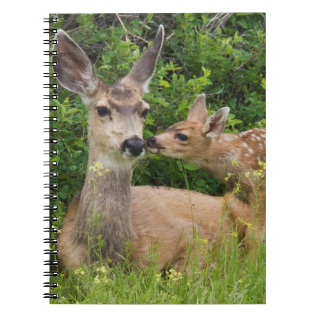 Caderno Espiral Mule Deer Doe com Fawn (Frente)