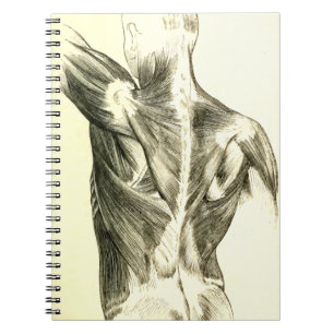 Caderno Espiral Músculos traseiros da anatomia do vintage (cerc