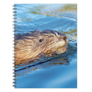 Caderno Espiral Muskrat na Reserva Ecológica de Vassar Fazenda