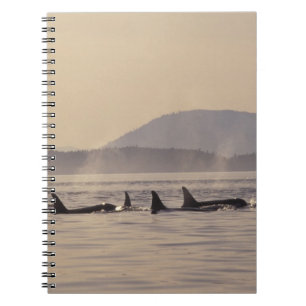 Caderno Espiral N.A., EUA, Washington, San Juan Islands Orca