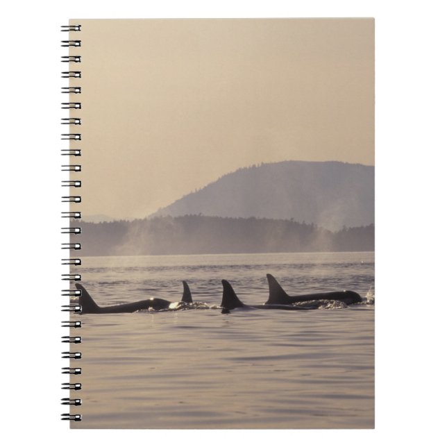 Caderno Espiral N.A., EUA, Washington, San Juan Islands Orca (Frente)