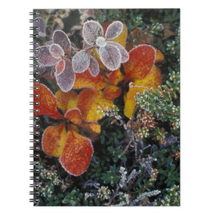 Caderno Espiral NA, EUA, Alasca. Parque Nacional Denali. Bearberry