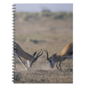 Caderno Espiral Namíbia, Parque Nacional Etosha, Dois machos
