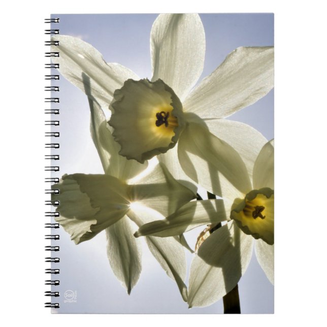 Caderno Espiral Narcissen die bloeien met een lente blauwe lucht  (Frente)