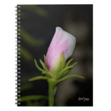 Nascimento de um notebook Rosa