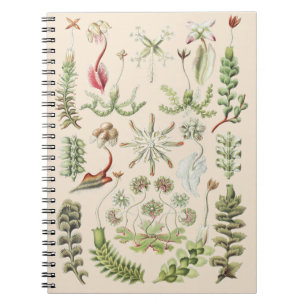 Caderno Espiral Natureza Científica Arte Ernst Haeckel Hepáticas