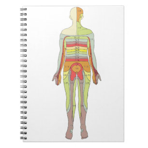 Caderno Espiral Neurologia dos Dermatomas Sensoriais