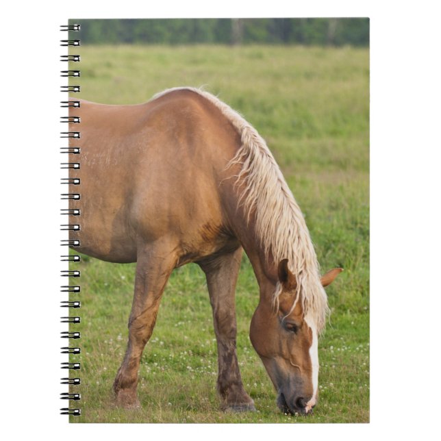 Caderno Espiral New Brunswick, Canadá. Cavalo no campo. (Frente)