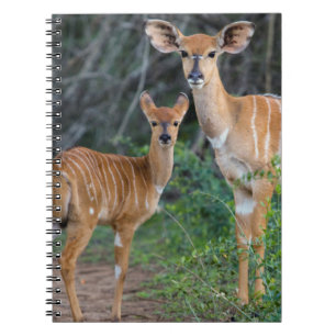 Caderno Espiral Niala (Tragelaphus Angazii) com filhote, Ndumo