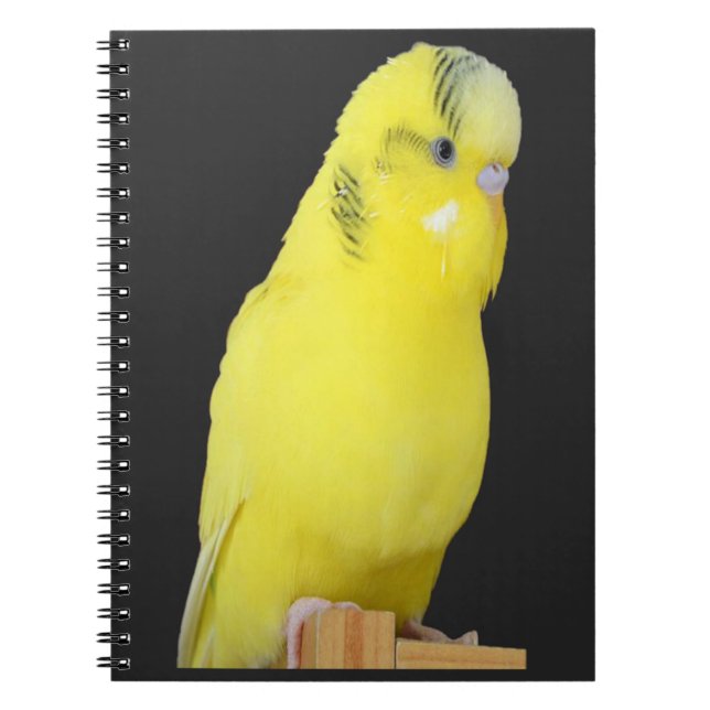 Caderno Espiral niedlicher gelber Wellensittich (Frente)