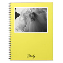 Nome Daffodil Black and White Photoographic