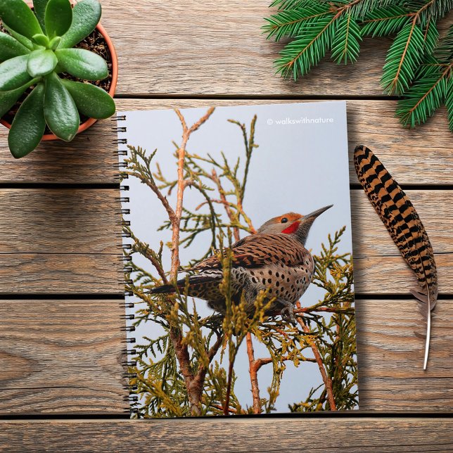Caderno Espiral Norte de formato vermelho masculino oscilando em u (Red-Shafted Northern Flicker in a Tree Journal Cover Photo)